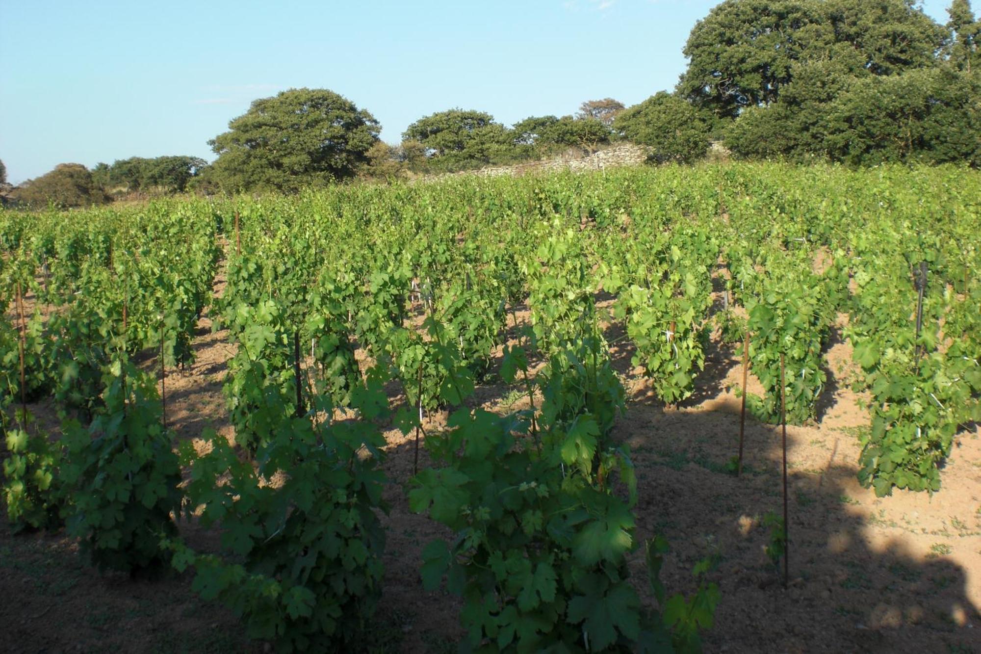Agriturismo Pentuma Chiaramonti المظهر الخارجي الصورة