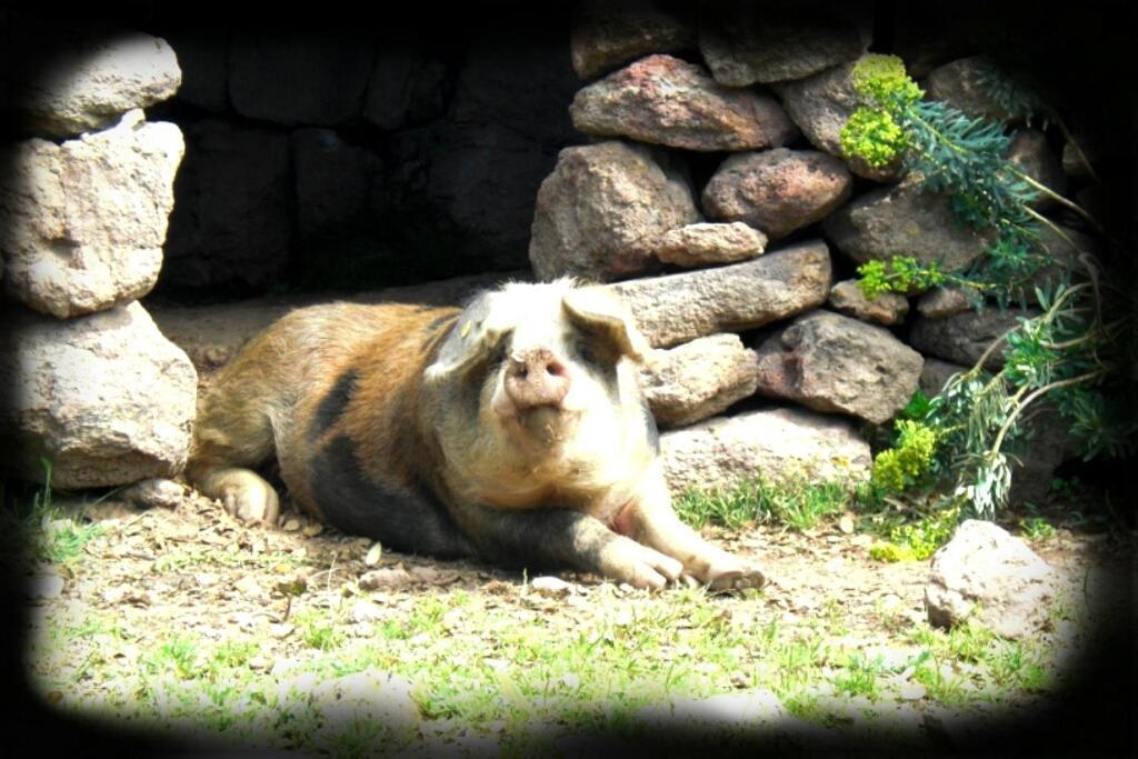 Agriturismo Pentuma Chiaramonti المظهر الخارجي الصورة
