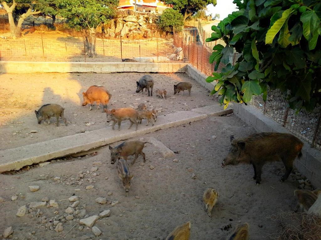 Agriturismo Pentuma Chiaramonti المظهر الخارجي الصورة