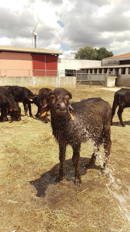 Agriturismo Pentuma Chiaramonti المظهر الخارجي الصورة