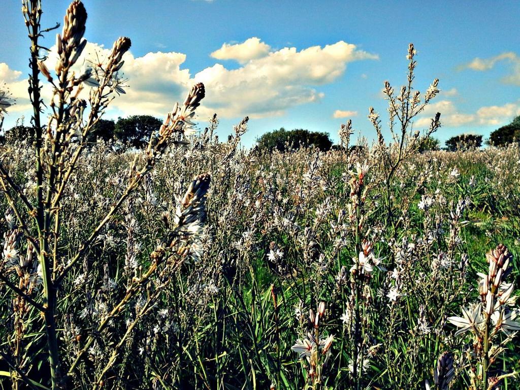 Agriturismo Pentuma Chiaramonti المظهر الخارجي الصورة